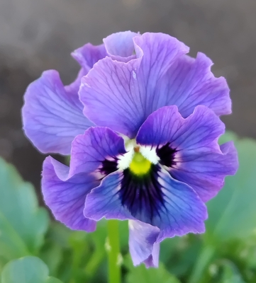 ●レデイ２株セット＋プレゼント苗　133【レディ×2＋プレゼント苗】