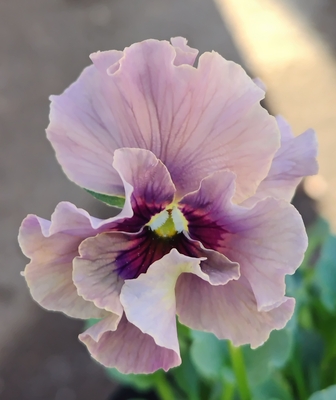 ●レデイ２株セット＋プレゼント苗　137【レディ×2＋プレゼント苗】