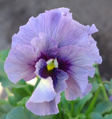 ●レデイ２株セット＋プレゼント苗　136【レディ×2＋プレゼント苗】