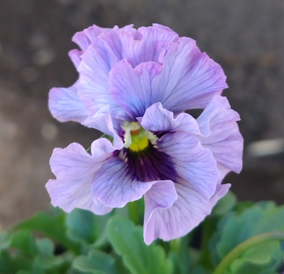 ●レデイ２株セット＋プレゼント苗　135【レディ×2＋プレゼント苗】