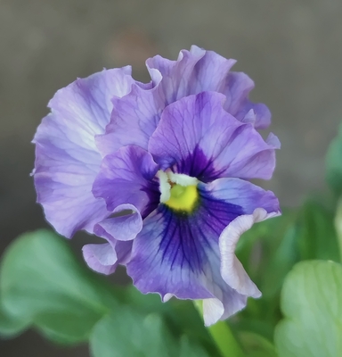 ●レデイ３株セット　142