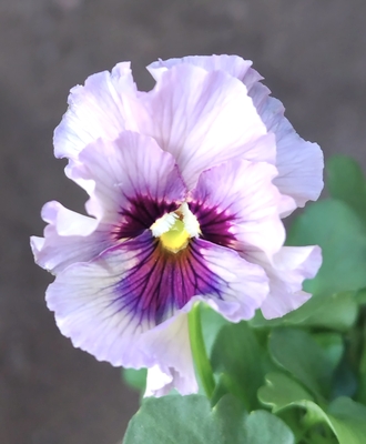 ●レデイ３株セット＋プレゼント苗　143