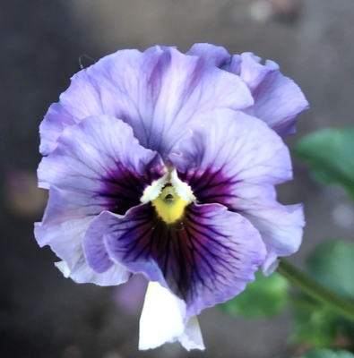 ●レデイ３株セット＋プレゼント苗　144