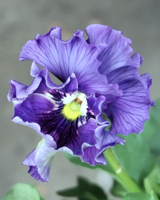 ●レデイ３株セット＋プレゼント苗　145