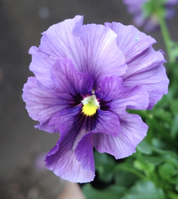 ●レデイ３株セット＋プレゼント苗　146