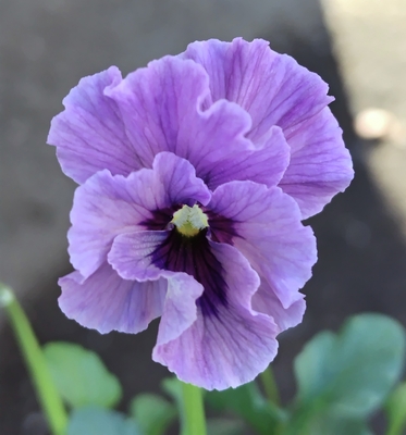 ●レデイ２株セット＋プレゼント苗　141【レディ×2＋プレゼント苗】