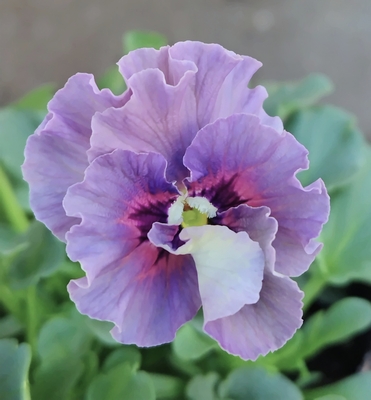 ●レデイ２株セット＋プレゼント苗　140【レディ×2＋プレゼント苗】