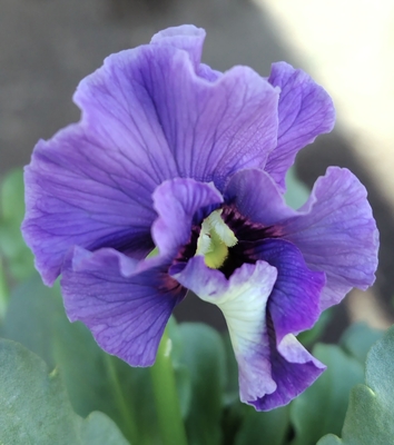 ●レデイ２株セット＋プレゼント苗　139【レディ×2＋プレゼント苗】