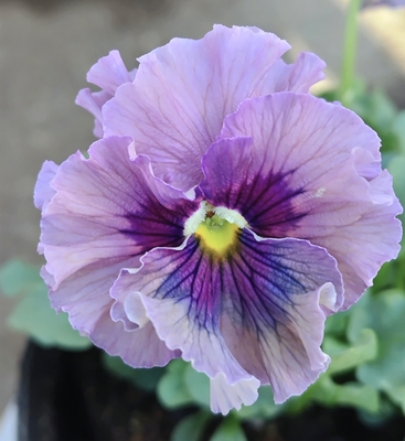 ●レデイ２株セット＋プレゼント苗　138【レディ×2＋プレゼント苗】