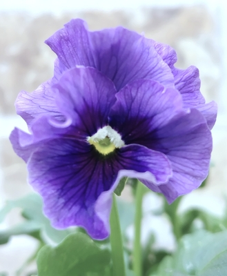 ●レデイ３株セット　147