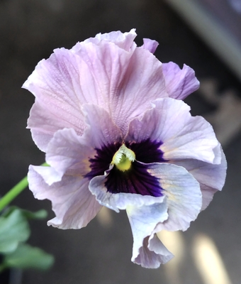 ●レデイ３株セット　148