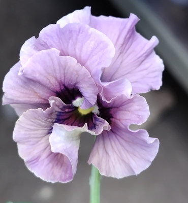 ●レデイ３株セット　149