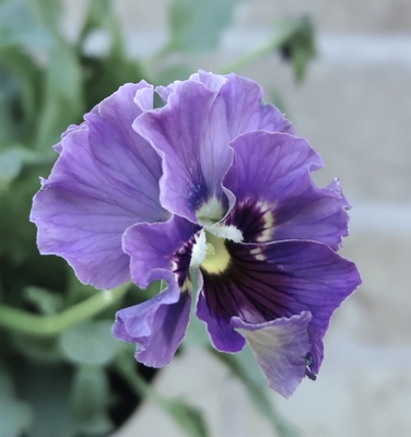 ●レデイ３株セット　150