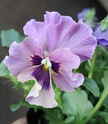 ●レデイ３株セット　151