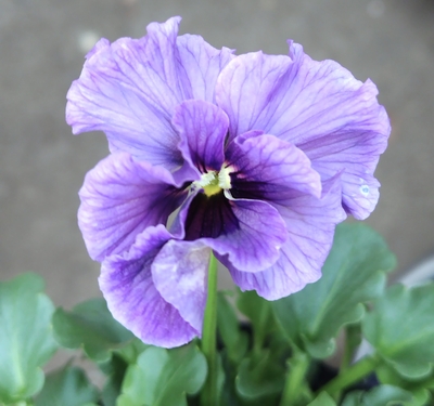 ●レデイ２株セット　153