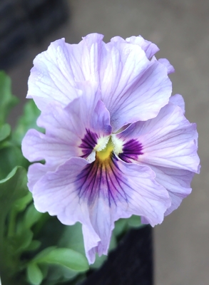 ●レデイ２株セット　155