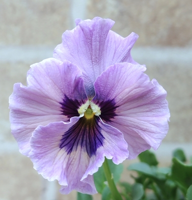 ●レデイ２株セット　157