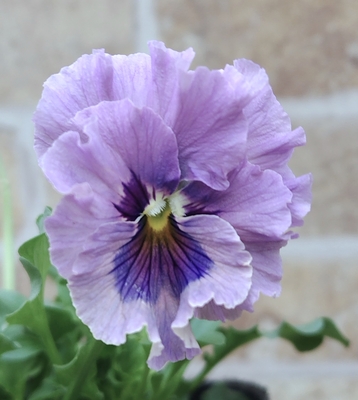 ●レデイ２株セット　159