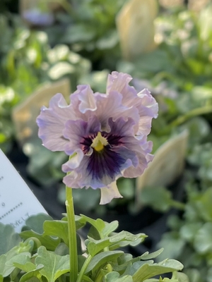 ●レデイ２株セット　161