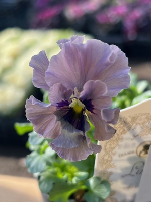 ●レデイ２株セット　162