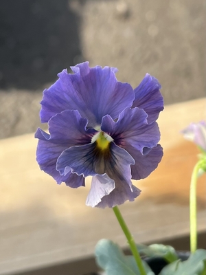 ●レデイ２株セット　163