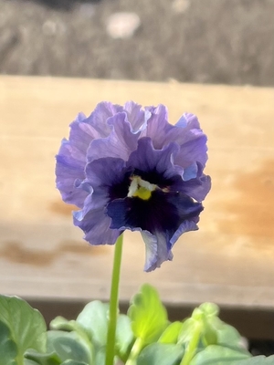 ●レデイ２株セット　164