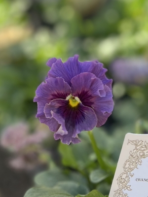 ●レデイ２株セット　165