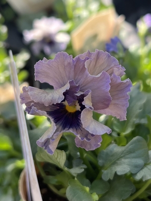 ●レデイ２株セット　166