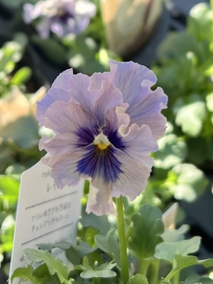 ●レデイ２株セット　168