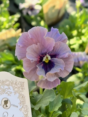 ●レデイ２株セット　167