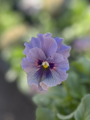 ●レデイ２株セット　169