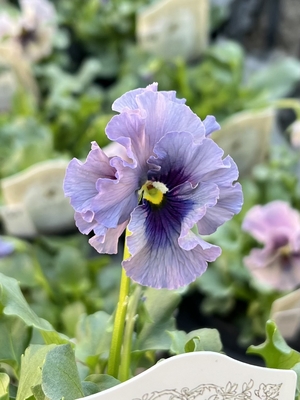 ●レデイ２株セット　170