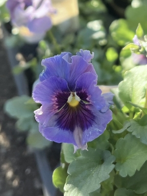 ●レデイ２株セット　171