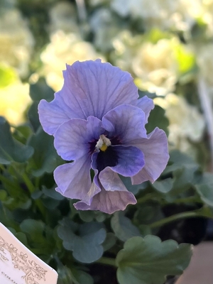 ●レデイ２株セット　172