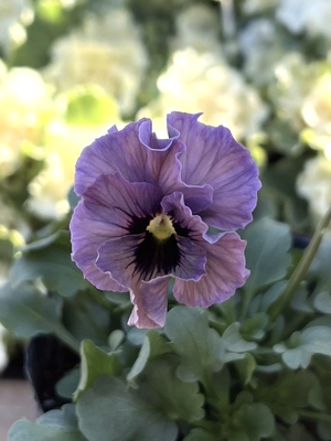 ●レデイ２株セット　173