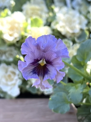 ●レデイ２株セット　174