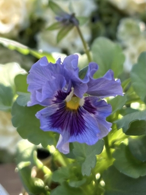 ●レデイ２株セット　175