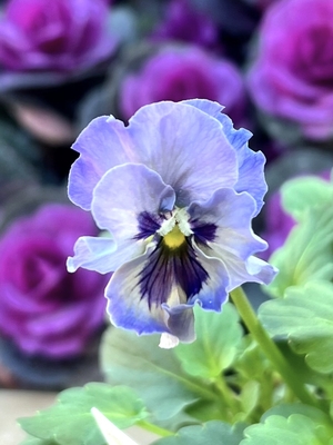 ●レデイ２株セット　176