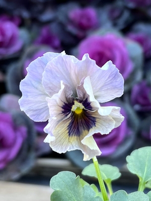 ●レデイ２株セット　177