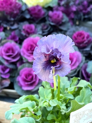 ●レデイ２株セット　178