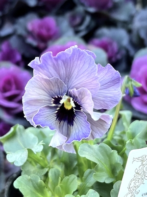 ●レデイ２株セット　179