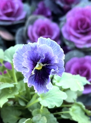 ●レデイ２株セット　180