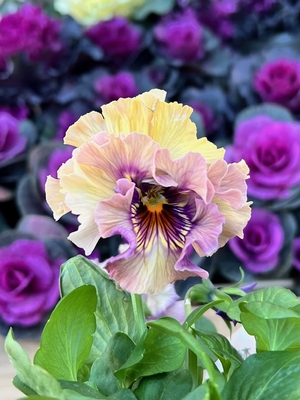 ●zaijinビオラ２株セット　181