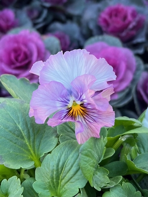 ●zaijinビオラ２株セット　182