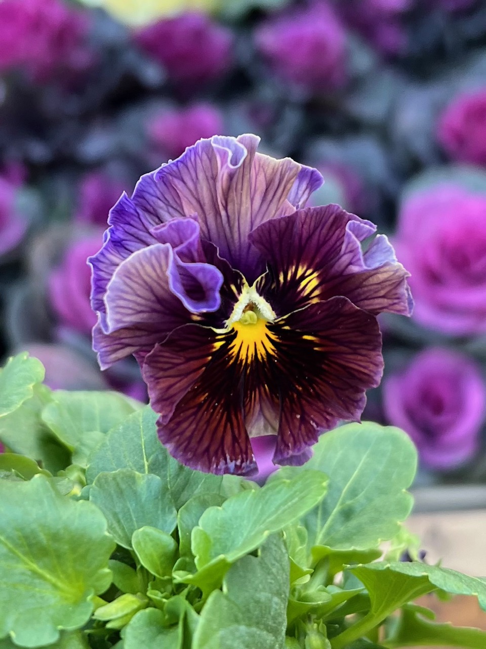 ビオラ GATOR ( ゲイター ) GL-VIOLA16-23 ビオラケース 送料無料 | サウンド