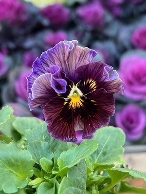 ●zaijinビオラ２株セット　183