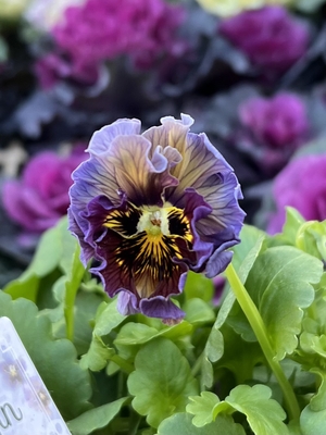 ●zaijinビオラ２株セット　184