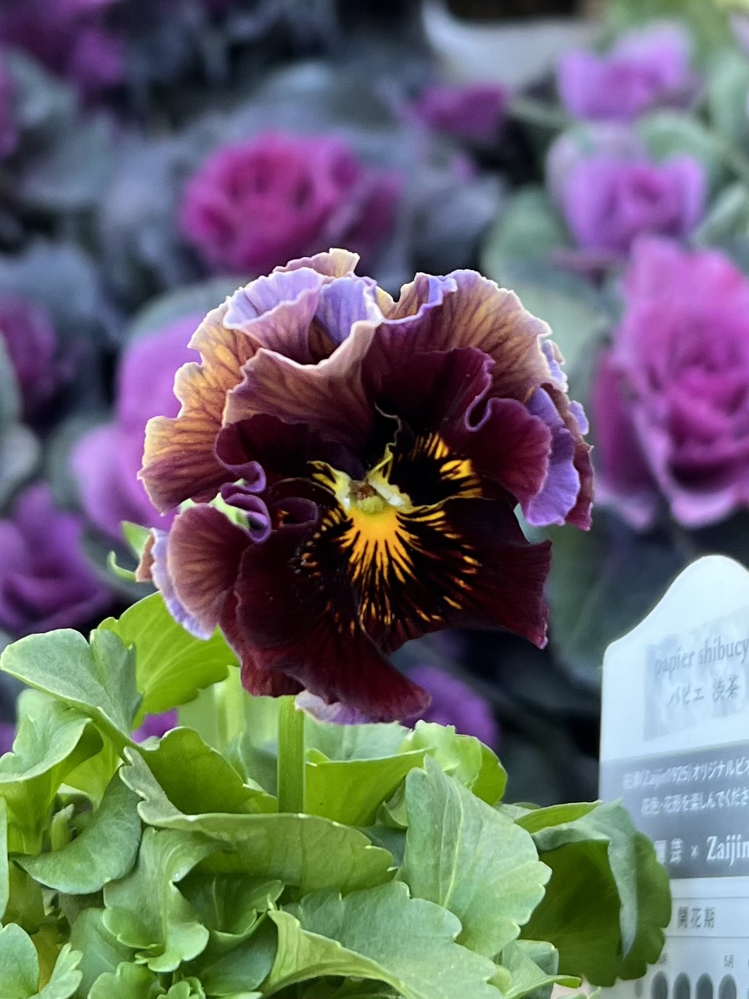 ○zaijinビオラ2株セット 185 | グリーンホビー