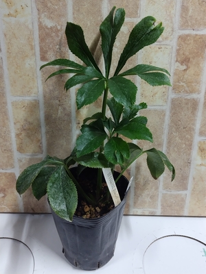 最新交配タグ苗）♂多弁利休良型&times;♀多弁ホワイトリップ【So37】　