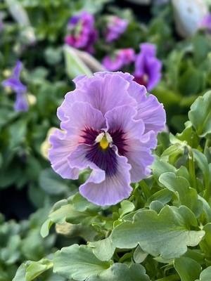 ●レデイ２株セット　186